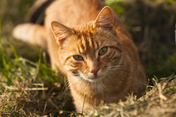 Obraz premium red_cat