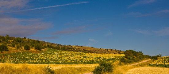 Paisaje de trigos y girasoles con cielo azul