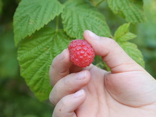 Raspberry