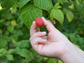 Raspberry