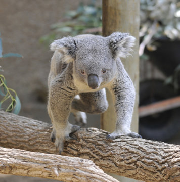 Small Koala on Tree Branch