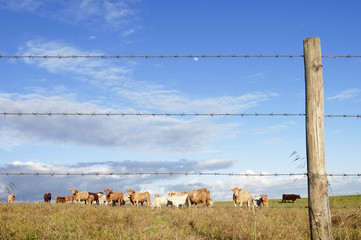 Herd of cows