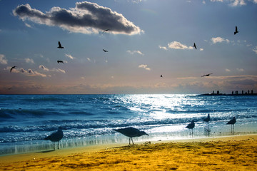 Sea gulls collect food on seaside