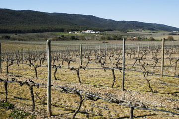 Fototapeta na wymiar Vineyards in winter