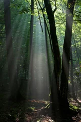  Sunbeam entering rich deciduous forest © Aleksander Bolbot