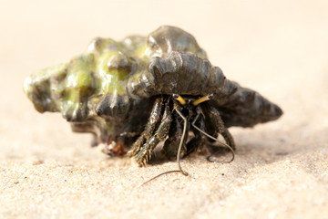 hermit crab