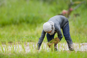asian woman growing rice