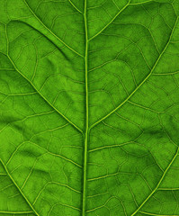 Naklejka na ściany i meble Green leaf macro photo