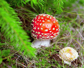 Red fly agaric on a fur-tree