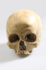 Real Skull