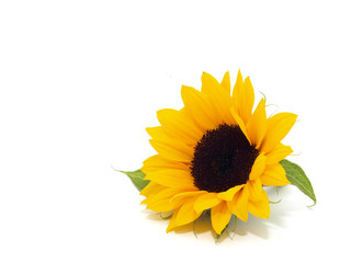 Naklejka premium Sunflower