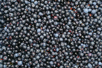 blueberry