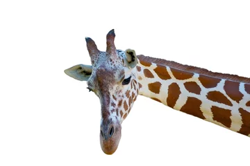 Papier Peint photo autocollant Girafe Giraffe schaut in Kamera freigestellt