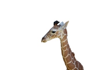 Junge Giraffe freigestellt