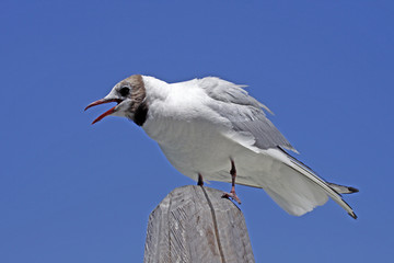 Lachmöwe, Larus ridibundus - Black-headed gull