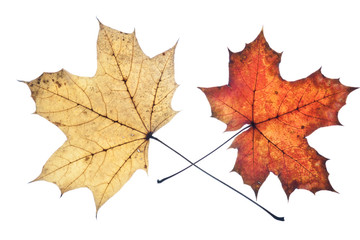 Obraz premium Herbstlaub