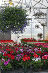 greenhouse flowers