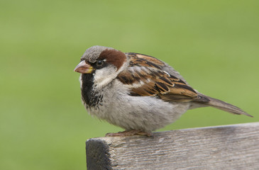 House sparrow