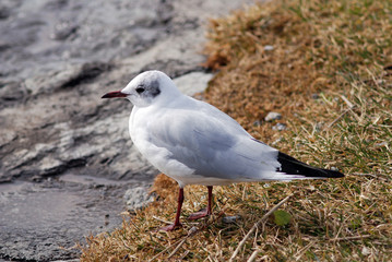 Mouette