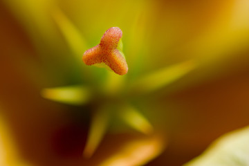 Lily Starburst