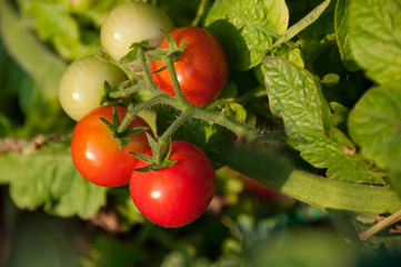 Chery Tomatoes on Vine