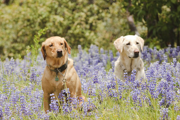 2 dogs in the flowers