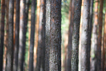 Obraz premium pine tree forest