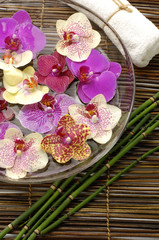 Beauty spa and orchid