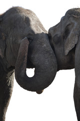 zwei Elefanten lieben sich
