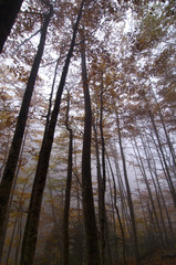 Naklejka premium fog in Ordesa, Pyrenees, Spain