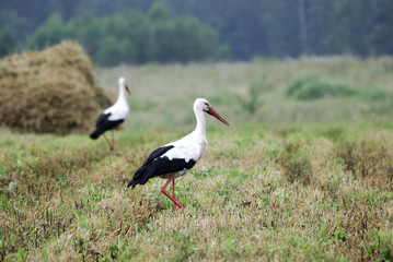 Two storks