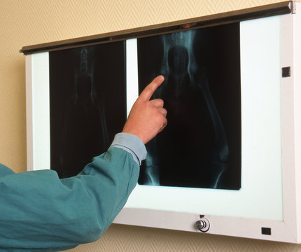 radiographie de la hanche d'un chien - dysplasie