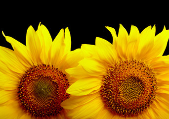 Two sunflowers on black background