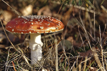 autumn mushroom (Amanita muscaria)