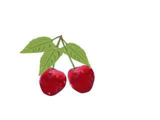 vector illustration of cherry on white background