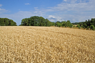 Fototapeta premium Erntereifes Getreidefeld in Norddeutschland (Weizen)