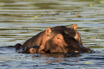 Fototapeta na wymiar Hipopotam z dzieckiem.