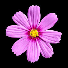 Obraz premium Pink Cosmea Rose. Beautiful Cosmos Flower isolated