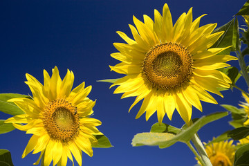 girasoli