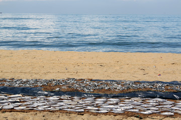 Fish on the beach