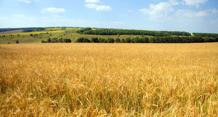 Obraz premium Summer landscape a wheat field in Ukrainian