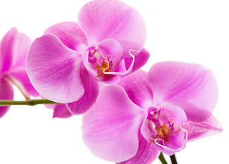 Purple orchid isolated on white background