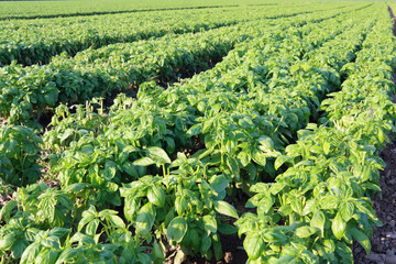 basil cultivated field in Liguria Italy