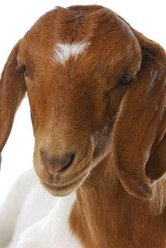goat doeling