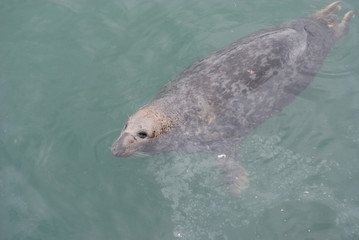 Naklejka premium Sea Lion