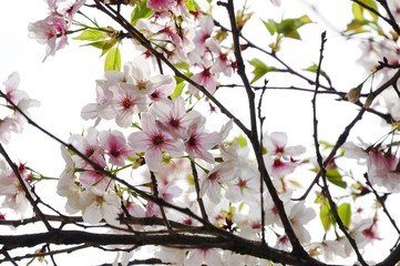 Sakura blossom in Japan