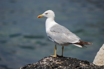 Fototapeta premium Seagull