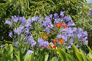 agapanthe