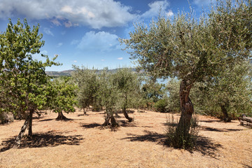 Fototapeta premium Olive field, Isla Maggiore, Umbria, Italy