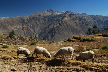 Canyon de Colca, Pérou